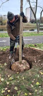 Plantări de toamnă în Oradea: 500 de arbori au fost sădiți în oraș (FOTO)