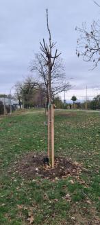 Plantări de toamnă în Oradea: 500 de arbori au fost sădiți în oraș (FOTO)