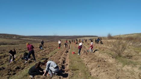 O nouă ediție „Bihorul plantează”: CJ Bihor vrea să împădurească încă 8,6 hectare în primăvara aceasta, dar și să susțină primăriile care vor bani europeni pentru împăduriri