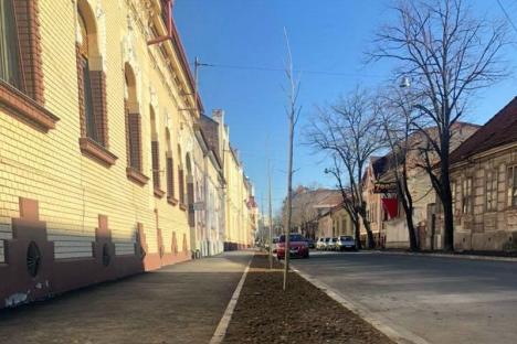 Municipalitatea a plantat un aliniament de platani şi tei de-a lungul străzii Mihai Eminescu (FOTO)