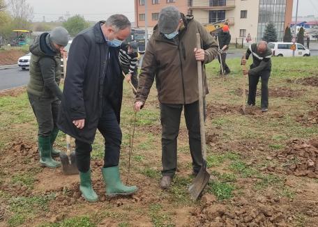 Viceprimarul Marcel Dragoş a plantat arbori pe marginea şoselei de centură în zona Pieţei 100 (FOTO)