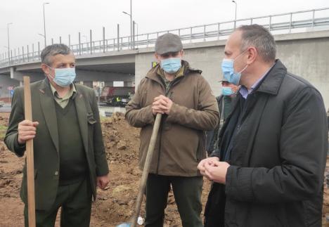 Viceprimarul Marcel Dragoş a plantat arbori pe marginea şoselei de centură în zona Pieţei 100 (FOTO)