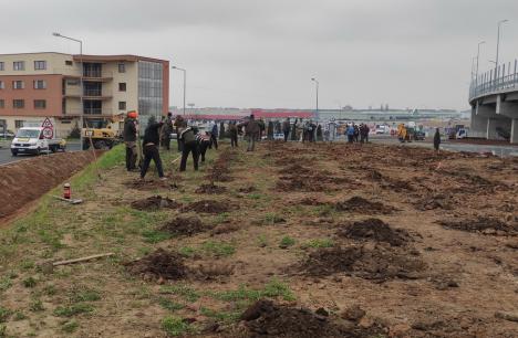 Viceprimarul Marcel Dragoş a plantat arbori pe marginea şoselei de centură în zona Pieţei 100 (FOTO)