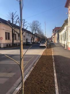 Municipalitatea a plantat un aliniament de platani şi tei de-a lungul străzii Mihai Eminescu (FOTO)