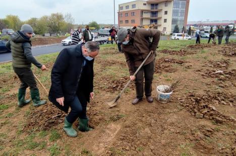 Viceprimarul Marcel Dragoş a plantat arbori pe marginea şoselei de centură în zona Pieţei 100 (FOTO)