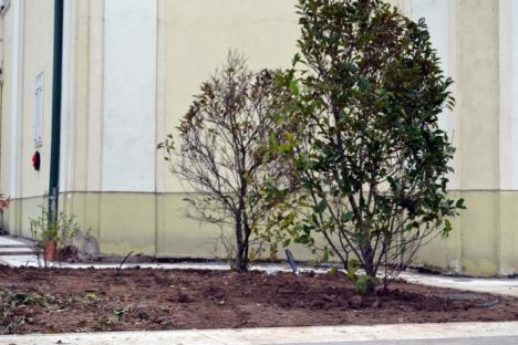 O pată de verde. Au început plantările de pomi ornamentali în Piaţa Unirii (FOTO)
