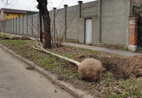 Direcția Silvică Bihor donează municipalității 6.000 de puieți pentru plantări în cartierele Tineretului și Grigorescu