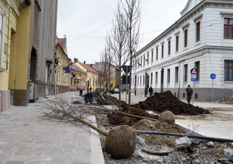 Fără platani! Locuitorii străzii Aurel Lazăr cer Primăriei Oradea să înlocuiască toţi copacii plantaţi