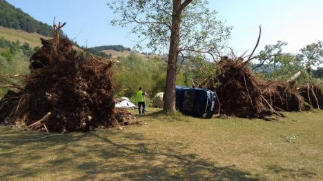 Şeful ISU Crişana: 'La Bulz, plopii au căzut ca un castel de cărţi' (FOTO)