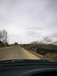 „Era Toscana Bihorului”: Zeci de plopi care străjuiau un drum din județ au fost puși la pământ, spre nemulțumirea localnicilor (FOTO/VIDEO)