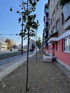 Şantierul din Nufărul - Cantemir, etapa „verde”: Peste 60 de tei plantaţi între străzile Arieşului şi Nojoridului din Oradea