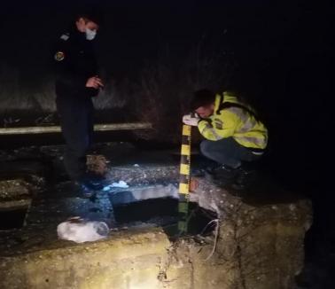 Poliţiştii din Bihor au deschis dosar penal pentru uciderea câinilor găsiți în 'groapa morţii'