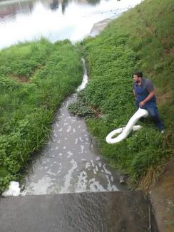 Poluare pe Criş, lângă Hotel Hilton: Din cauza scutecelor şi a absorbantelor aruncate la WC de orădeni, resturi menajere au ajuns în râu (FOTO / VIDEO)