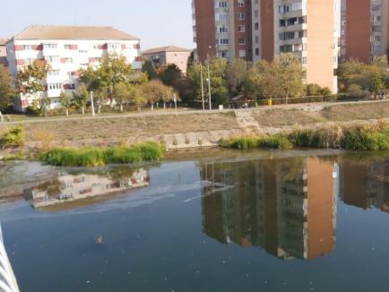Poluare pe Crişul Repede: Urme suspecte pe suprafaţa râului, în zona Sovata. Un ecologist acuză ABA Crişuri că nu supraveghează apele