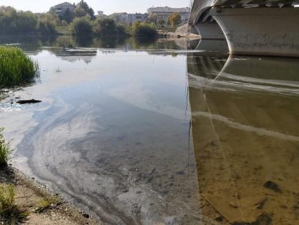 Poluare pe Crişul Repede: Urme suspecte pe suprafaţa râului, în zona Sovata. Un ecologist acuză ABA Crişuri că nu supraveghează apele