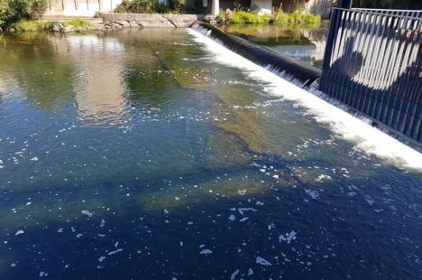 Poluare pe Crişul Repede, în centrul Oradiei: O spumă suspectă a apărut pe cursul râului (FOTO)
