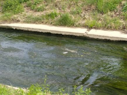 Poluare gravă pe Peţa: Pârâul este plin de peşti morţi, care plutesc din Cantemir până la Universitate (FOTO)