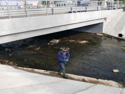 Poluare gravă pe Peţa: Pârâul este plin de peşti morţi, care plutesc din Cantemir până la Universitate (FOTO)