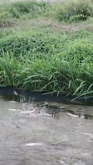 O nouă poluare masivă pe Peța: Pârâul s-a umplut de pești morți, din Oradea până în Sântandrei (FOTO/VIDEO)