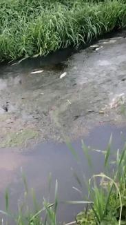 O nouă poluare masivă pe Peța: Pârâul s-a umplut de pești morți, din Oradea până în Sântandrei (FOTO/VIDEO)