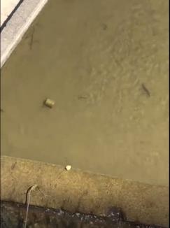 Sute de peşti morți în Valea Nimăieşti, în centrul Beiuşului. Ce spun autoritățile de mediu (FOTO/VIDEO)
