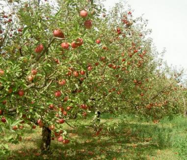Rade tot: Hoţii au tăiat peste 20.000 de pomi fructiferi în Lugaşu de Jos