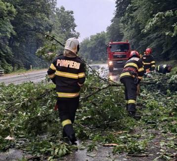 Vântul a doborât mai mulţi copaci în Bihor, inclusiv pe şosele