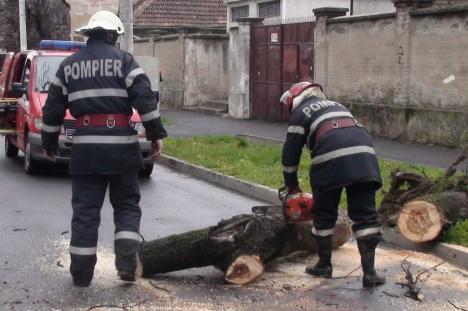 Pagube produse de vânt, în Bihor: Mașină lovită de o creangă în Oradea, stâlp căzut pe șosea în Aștileu