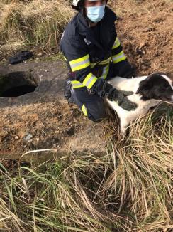 Un bunic de 91 de ani și un cățel au fost salvați de pompierii din Oradea (FOTO)