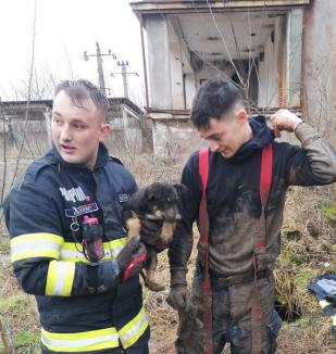 Un căţel a fost salvat de pompierii din Bihor, după ce a căzut într-un bazin din Şuncuiuş (FOTO)