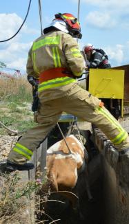 Pompierii au salvat o vacă dintr-un canal de pe Calea Borşului (FOTO)