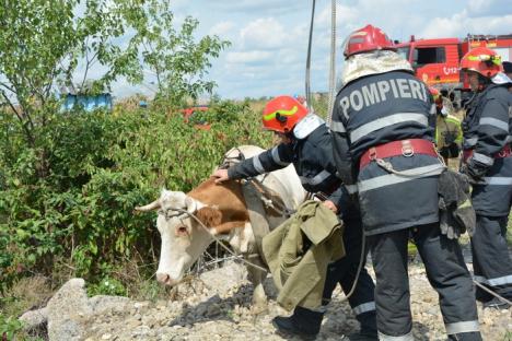 Pompierii au salvat o vacă dintr-un canal de pe Calea Borşului (FOTO)