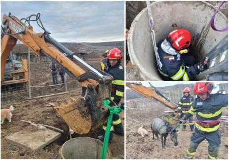 Ponei salvat din fântână, într-un sat din Bihor. Era o femelă gestantă (FOTO/VIDEO)