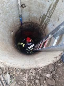 Ponei salvat din fântână, într-un sat din Bihor. Era o femelă gestantă (FOTO/VIDEO)