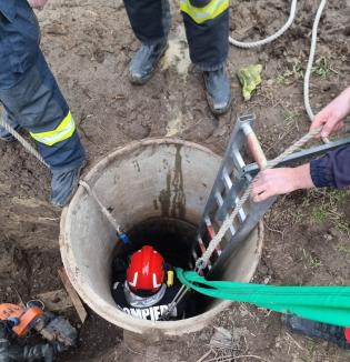 Ponei salvat din fântână, într-un sat din Bihor. Era o femelă gestantă (FOTO/VIDEO)