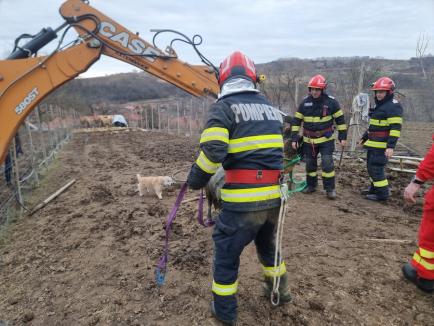 Ponei salvat din fântână, într-un sat din Bihor. Era o femelă gestantă (FOTO/VIDEO)