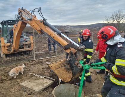 Ponei salvat din fântână, într-un sat din Bihor. Era o femelă gestantă (FOTO/VIDEO)