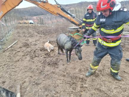 Ponei salvat din fântână, într-un sat din Bihor. Era o femelă gestantă (FOTO/VIDEO)