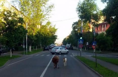 Liberi pe Cazaban: Doi ponei, 'evadaţi' de la Don Orione, s-au plimbat pe mijlocul străzii