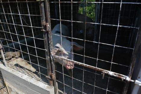 A reapărut pesta porcină în Bihor „după o lună de liniște”