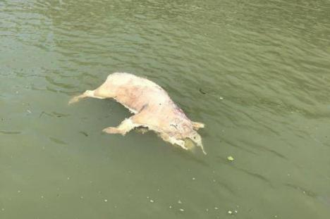 Revoltător: Cadavre de porci plutesc pe Dunăre! Autorităţile avertizează că leşurile sunt periculoase