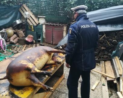 Patru români din Italia riscă închisoarea pentru că au tăiat porcul în curte (FOTO)