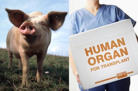 Scandal în SUA, pe tema unor cercetări ştiinţifice: Organe umane, crescute în porci!