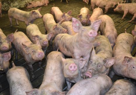 Încă 4 focare de pestă porcină descoperite în Bihor la porcii domestici