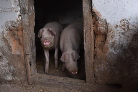 Două noi focare de pestă porcină africană descoperite în Bihor. Vezi în ce localități!