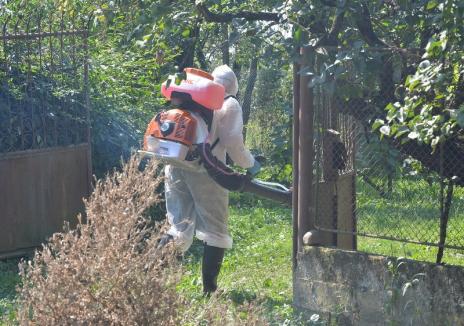 Focarele de pestă porcină africană s-au împuţinat în Bihor: mai sunt doar 3 la porcii domestici şi 7 la mistreţi