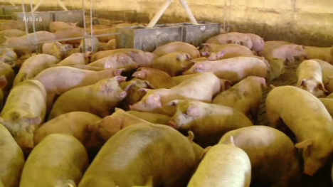 Dezastrul pestei porcine continuă: Boala s-a răspândit într-un nou judeţ