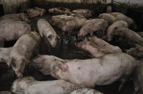 Alertă veterinară: Pesta porcină a ajuns şi în Bihor, o gospodărie din Abrămuţ a rămas fără animale, târgurile din Marghita şi Sălard au fost închise