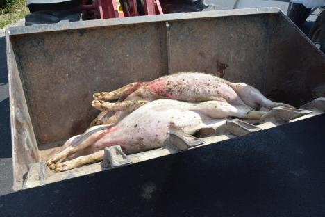 Pesta porcină africană se extinde în Bihor: numărul focarelor confirmate în judeţ a ajuns la 51