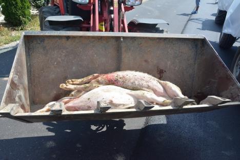 Oficial: Autorităţile confirmă un nou focar de pestă porcină africană în Bihor, la două luni după ce raportaseră eradicarea lor